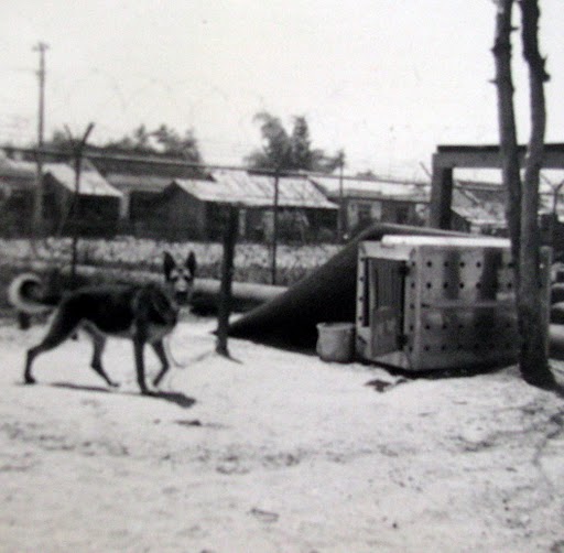 Bomb-sniffing dogs like this German Shepard saved many Marines' lives during the Vietnam War. Photo provided.
