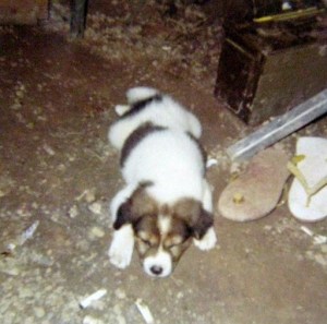 Zulu was McDermott's dog who went every place he went in Vietnam. Unfortunately the dog was killed in an enemy mortar attack. He had planned to bring the pup home with him. It was a tough break. Photo provided